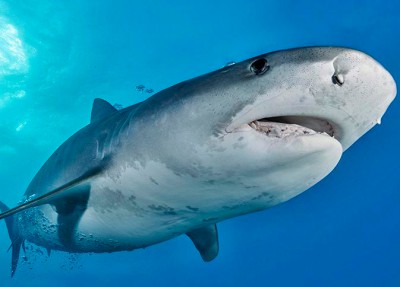 Чем отличается акулий жир от рыбьего 