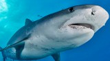 Чем отличается акулий жир от рыбьего 