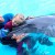 Дельфинотерапия лечит нервные расстройства 