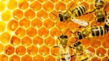 Как правильно использовать натуральный мёд